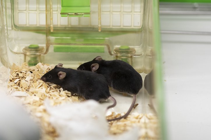 L'étude a notamment été réalisée sur des souris (image d'illustration). © KEYSTONE/GAETAN BALLY