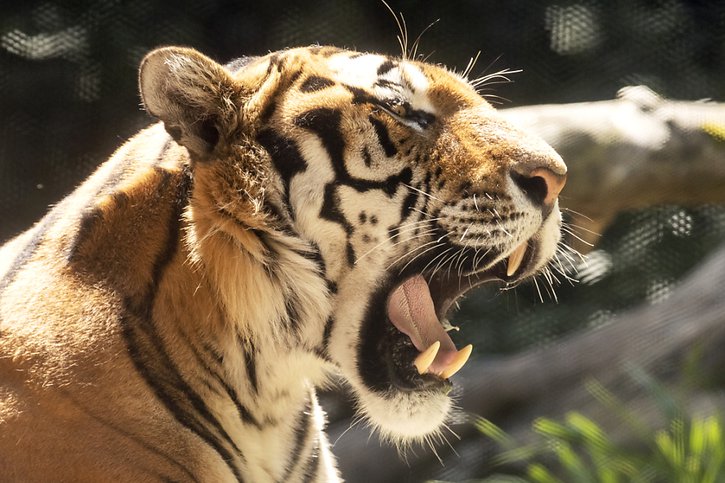 Le Texas est connu pour concentrer un nombre important de tigres en captivité (archives). © KEYSTONE/ALEXANDRA WEY