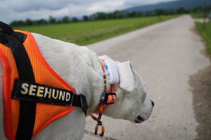 Avec une balise GPS, comme sur cette photo prise le 7 juin à Arch (BE), le propriétaire peut facilement retrouver son chien si ce dernier lui a faussé compagnie. © KEYSTONE/ADRIAN REUSSER
