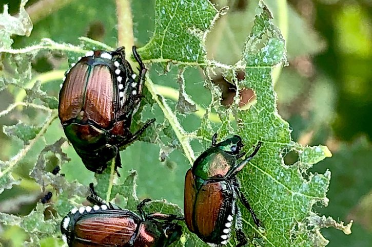 Le scarabée japonais mesure huit à douze millimètres de long et ressemble beaucoup au hanneton horticole. © dffg