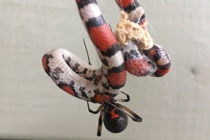 Un jeune serpent écarlate (Cemophora coccinea) victime d'une veuve noire aux Etats-Unis. © Daniel R. Crook/Université de Bâle