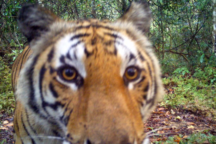 Les deux tigres infectés au Covid-19 sont déjà guéris (Photo prétexte). © KEYSTONE/EPA DNP/DEPARTMENT OF NATIONAL PARKS, WILDLIFE