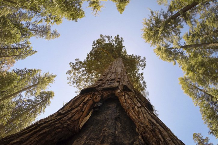 Les séquoias ne poussent qu'en Californie sur les contreforts de la Sierra Nevada (image d'illustration). © KEYSTONE/AP The Fresno Bee/CRAIG KOHLRUSS