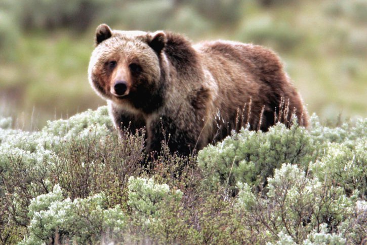 La mère grizzly avait chargé la jeune femme sur quelques mètres pour tenter de l'éloigner de sa portée (archives). © KEYSTONE/AP Yellowstone National Park/JAMES PEACO