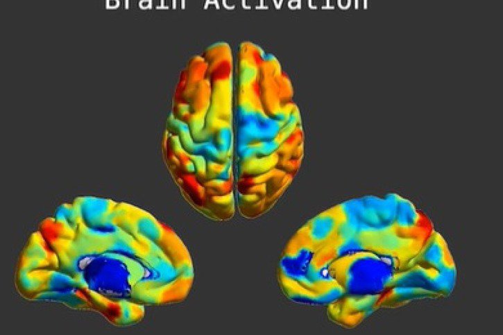 Les informations constitutives de l'empreinte cérébrale proviennent dans un premier temps des parties sensorielles du cerveau, puis des régions associées à des fonctions cognitives plus complexes. © EPFL