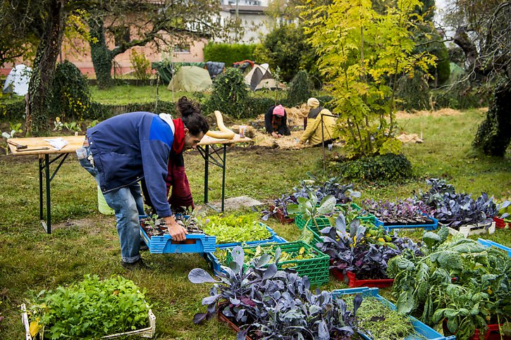 Les militants ont aménagé un jardin collectif dans le verger. © KEYSTONE/JEAN-CHRISTOPHE BOTT