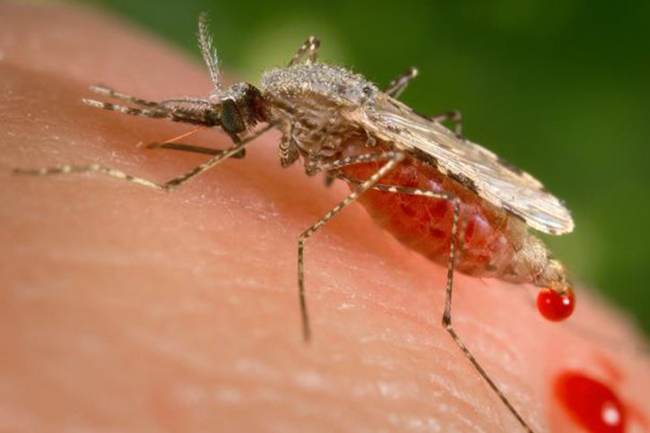Les agents infectieux du paludisme et de la toxoplasmose font partie d’un groupe d’eucaryotes unicellulaires parasites appelé apicomplexes. Chaque année, des millions de personnes tombent malades en raison des maladies infectieuses qu’ils provoquent. Le paludisme est transmis par les moustiques. © KEYSTONE/AP/James Gathany