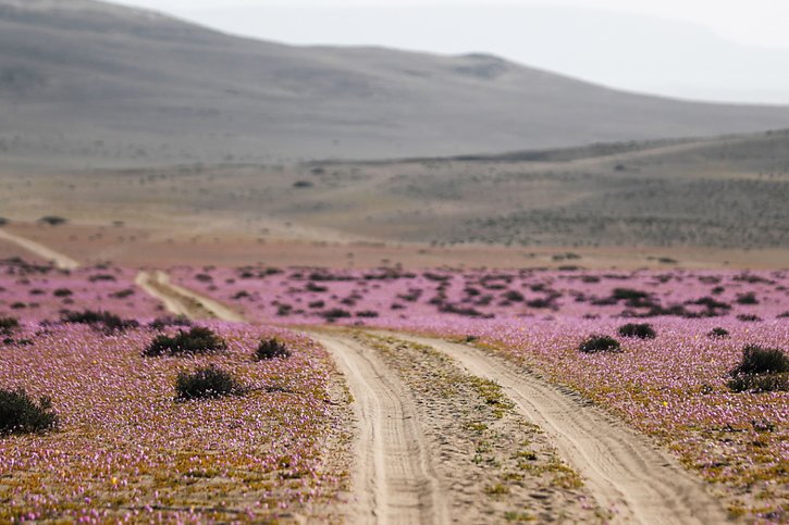 La floraison se produit tous les cinq à dix ans dans le désert d'Atacama. © KEYSTONE/EPA/JOSE CAVIEDES