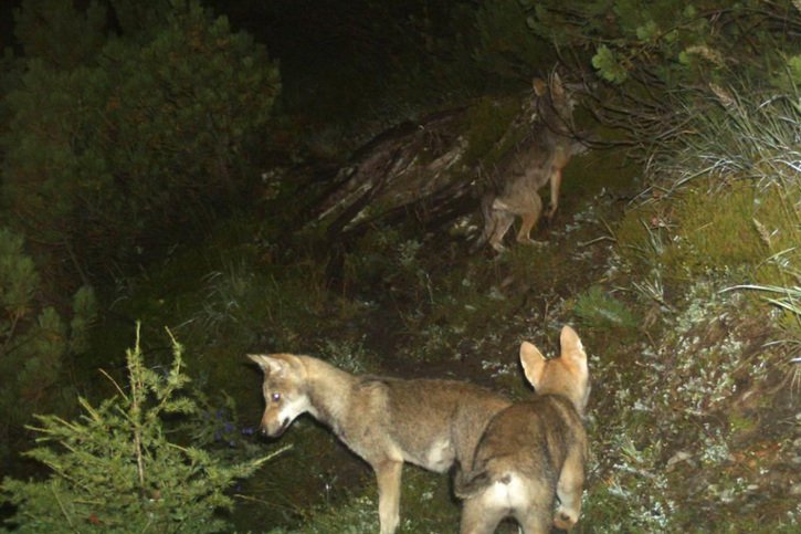 La population des loups a doublé en trois ans. Cela crée des problèmes surtout dans les régions de montagne (archives). © KEYSTONE/AMT FUER JAGD UND FISCHEREI GR