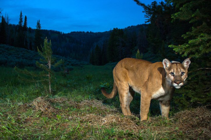 Le puma concolor, également appelé lion de montagne, peut atteindre 2,3 mètres et dépasser les 70 kg (archives). © KEYSTONE/AP Teton Cougar Project-Panthera/NEIL WIGHT