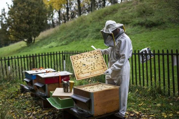 La mauvaise météo de ce printemps et de cet été a largement affecté la récolte de miel 2021 en Suisse (archives). © Keystone/GIAN EHRENZELLER
