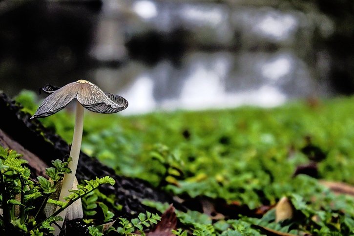 Les champignons sous la pluie - La Liberté