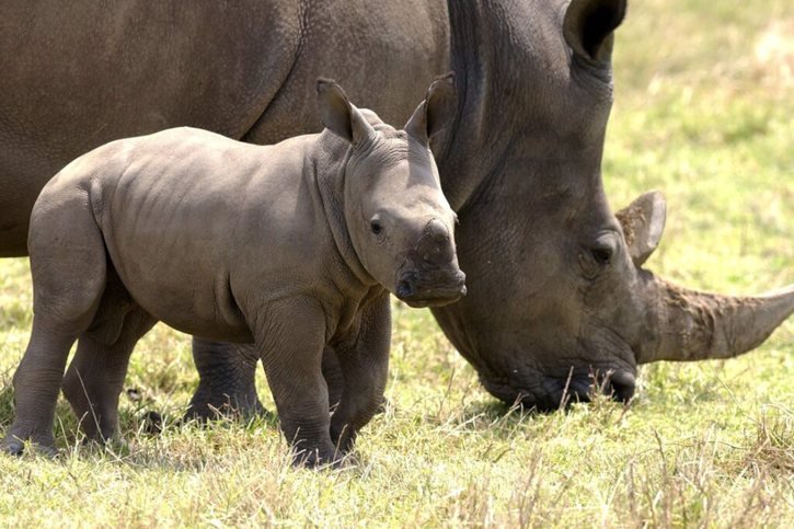 Le rhinocéros blanc du Sud, l'une des deux sous-espèces de rhinocéros blanc, est aujourd'hui considéré comme menacé de disparition avec environ 20'000 individus selon le Fonds mondial pour la nature (WWF). © KEYSTONE/EPA/JOE CASTRO