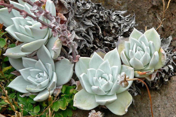 La Dudleya farinosa est très prisée en Asie pour sa ressemblance avec le lotus. © LDD