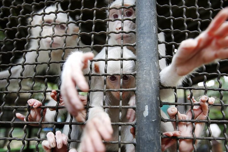 Sur les quatre singes qui ont profité de l'accident pour s'échapper, trois ont été repris (Photo prétexte). © KEYSTONE/EPA/BARBARA WALTON