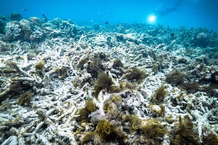 La grande barrière de corail a subi trois épisodes très graves de blanchissement des coraux depuis 2015 (archives). © KEYSTONE/AP