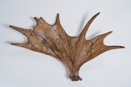 Un bois d'élan vieux de plus de 10'000 ans découvert dans la Glâne
