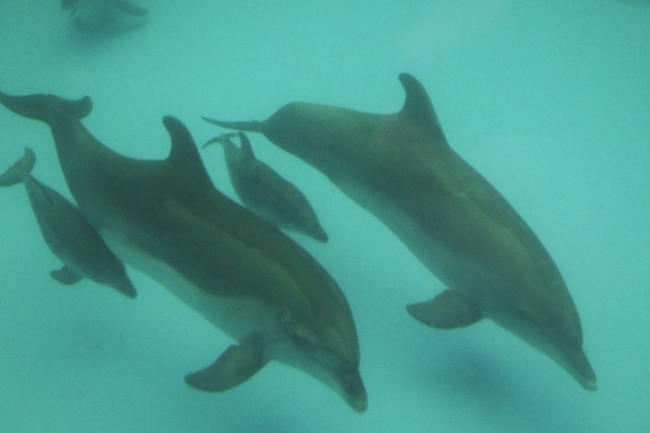 L'inspection des organes génitaux des autres individus est une pratique courante chez les dauphins (archives). © KEYSTONE/EPA/STEPAN FRANKO