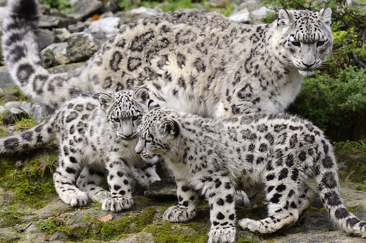 La jeune mère Saïda et le père Shahrukh sont arrivés au zoo de Zurich en 2020. La dernière naissance de léopards des neiges à Zurich remonte à 2014. Les petits nés à l'époque, Okara et Orya,  ont quitté le parc zurichois deux ans plus tard pour être placés dans d'autres zoos (archives). © KEYSTONE/STEFFEN SCHMIDT