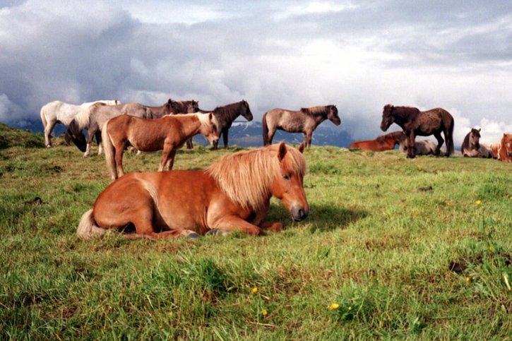 Les petits chevaux islandais - parfois confondus avec des poneys - sont un des emblèmes du pays (archives). © KEYSTONE/AP/SUZANNE PLUNKETT