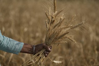 Sous la menace du ciel et de l'embargo indien, le blé flambe