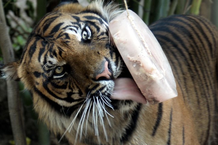 Les félins du zoo de Rome ont droit à des parfums de glaces très originaux: viande et sang. © KEYSTONE/EPA/FABIO CIMAGLIA