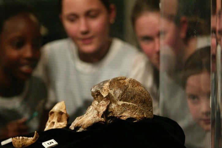 Le fossile de "Madame Ples", l'un des premiers crânes complets d'australopithèques, a été découvert en 1947 sur le site de Sterkfontein (archives). © KEYSTONE/EPA/JON HRUSA