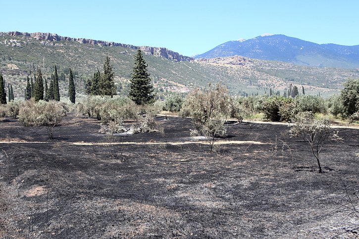 Un violent feu de forêt menaçait mardi l'oliveraie d'Amfissa, une des plus étendues de Grèce, dont une partie a déjà brûlé. © KEYSTONE/EPA/PANAGIOTIS PRAGIANNIS