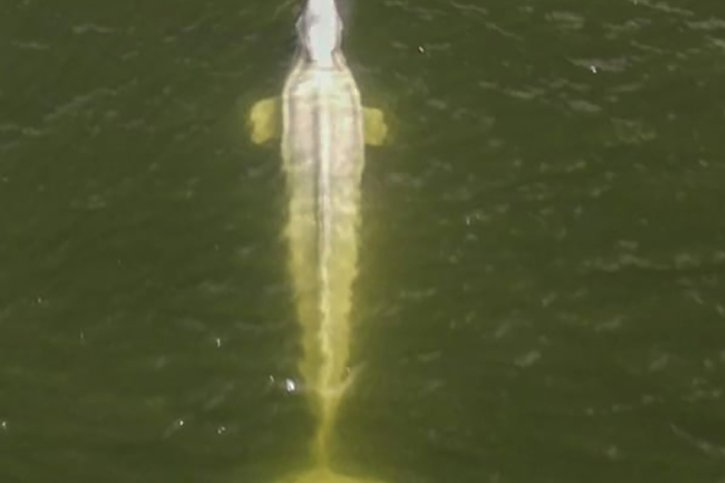 Le béluga de la Seine, ici protographié par un drone, sera vitaminé pour tenter de pallier ses carences. © KEYSTONE/AP