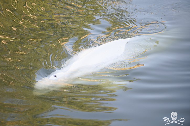 Il avait fallu six heures aux équipes pour sortir le béluga des eaux de l'écluse de Saint-Pierre-la-Garenne, un village normand entre Paris et le port du Havre. © KEYSTONE/AP