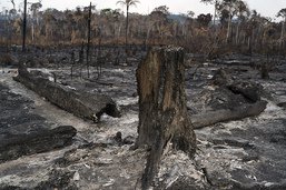 Record d'incendies en Amazonie depuis 15 ans