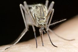 Cinq idées reçues sur le moustique