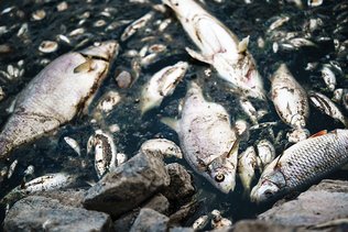 Tonnes de poissons morts dans l'Oder: la cause reste inconnue