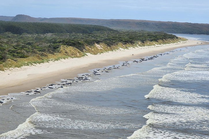 Sur les 230 dauphins-pilotes échoués mercredi sur une plage de Tasmanie, près de 200 n'ont pas survécu. © KEYSTONE/AP