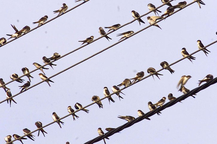 A l'image des hirondelles, des milliards d'oiseaux s'envolent actuellement en direction du sud pour y passer l'hiver (image d'illustration). © KEYSTONE/AP/ROTHERMEL