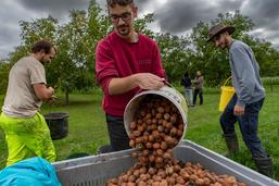 La récolte des noix à Chevroux