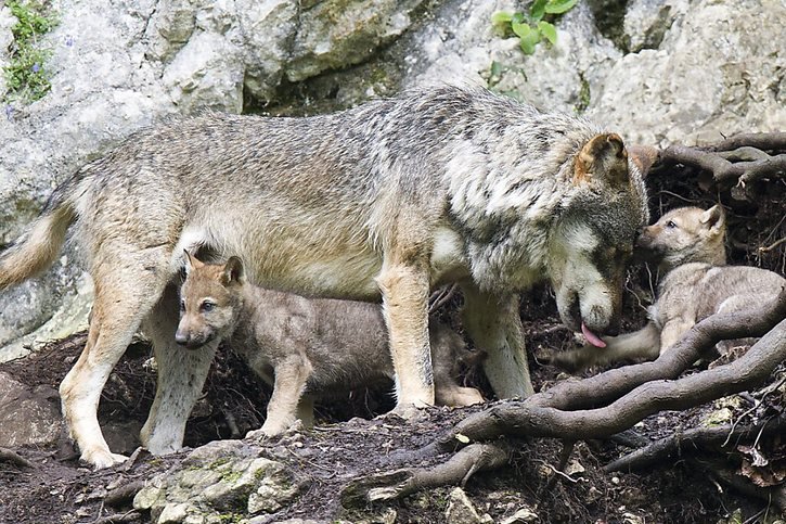 Le loup restera une espèce strictement protégée en Suisse. © KEYSTONE/JEAN-CHRISTOPHE BOTT
