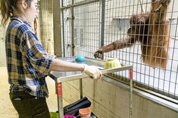 Comportement animal: les orangs-outans ont le goût des paris