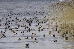 Population de canards stable malgré le froid