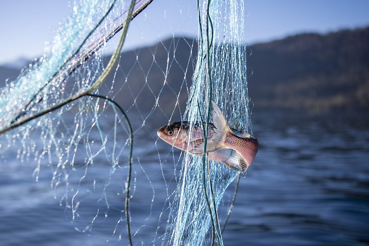 La majorité des espèces de poissons sont menacées en Suisse. © KEYSTONE/URS FLUEELER