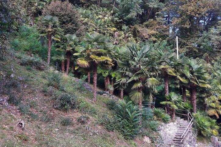 Au Tessin, les palmiers plantés dans les jardins au cours des 50 dernières années se sont fortement multipliés et évincent par endroits les espèces végétales indigènes. L'institut WSL propose des mesures. © Martino Crivelli/WSL