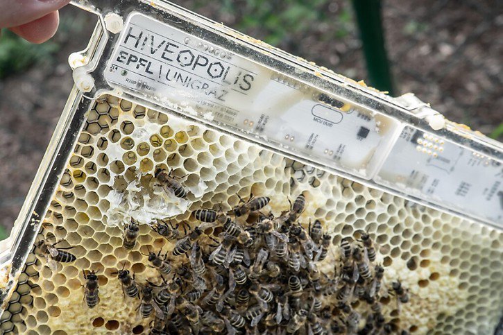 Les scientifiques ont réussi à prolonger la survie d’une colonie d'abeilles après la mort de sa reine en distribuant de l’énergie thermique dans la ruche. © MOBOTS/EPFL/Hiveopolis