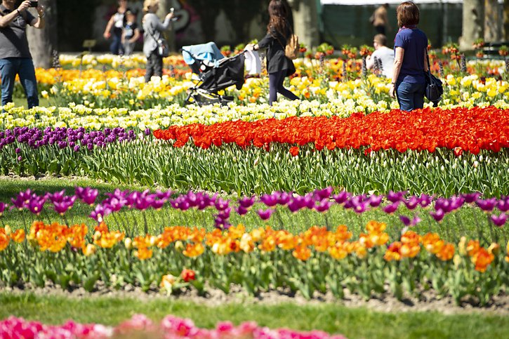 Plus de 140'000 tulipes de 300 variétés différentes fleurissent chaque printemps à l'occasion de la Fête de la tulipe de Morges. © KEYSTONE/LAURENT GILLIERON