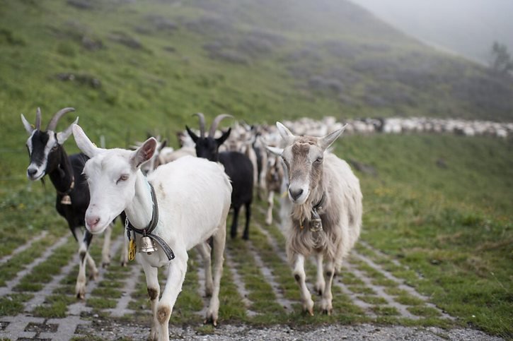 Emmi investit 40 millions de francs dans la fabrication de poudre de lait de chèvre, un marché de niche en croissance (archives). © KEYSTONE/GIAN EHRENZELLER