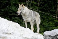 Un nouveau loup a attaqué dans la Broye