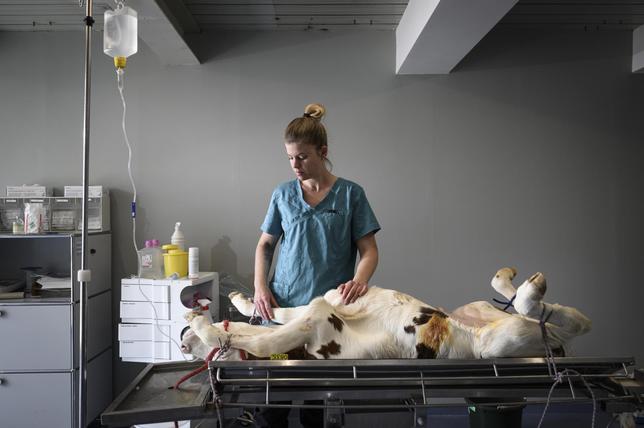 Dans la Veveyse, des vétérinaires s’équipent pour la chirurgie bovine