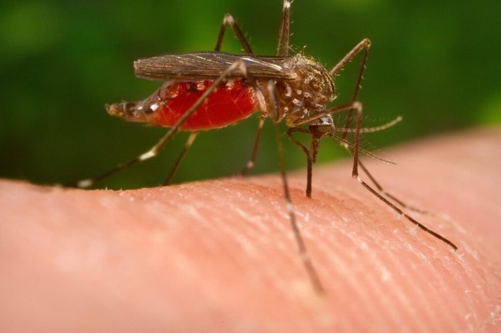 Le moustique Aedes japonicus se repose volontiers au frais, un élément à prendre en compte dans la lutte contre cet insecte vecteur potentiel de diverses maladies (archives). © KEYSTONE/EPA/JAMES GATHANY / CENTERS FOR DISEASE CONTROL / HANDOUT