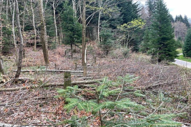 Le septuagénaire a abattu une centaine d'arbres. Un employé forestier de la ville a constaté les dégâts et déposé plainte contre lui. © Police municipale de Zurich