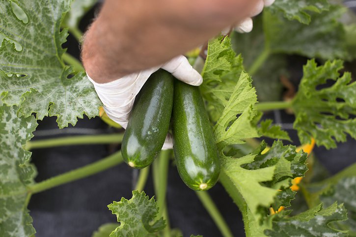 Les légumes pourront être vendus même s'ils présentent de légers défauts optiques (image d'illustration). © KEYSTONE/GAETAN BALLY