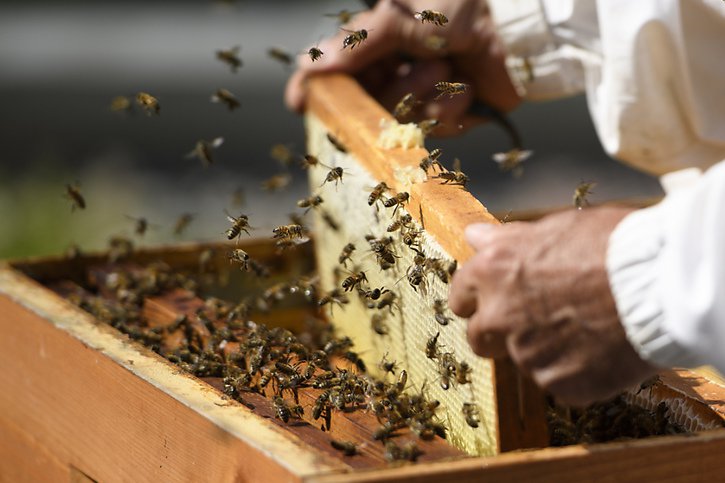 Environ 15% des colonies d'abeilles n'ont pas survécu à l'hiver 2022/2023. (Archives) © KEYSTONE/LAURENT GILLIERON